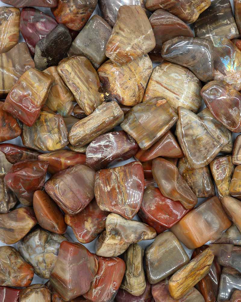 Petrified Wood (Tumbled)