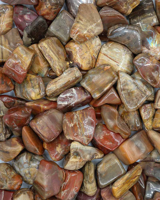 Petrified Wood (Tumbled)
