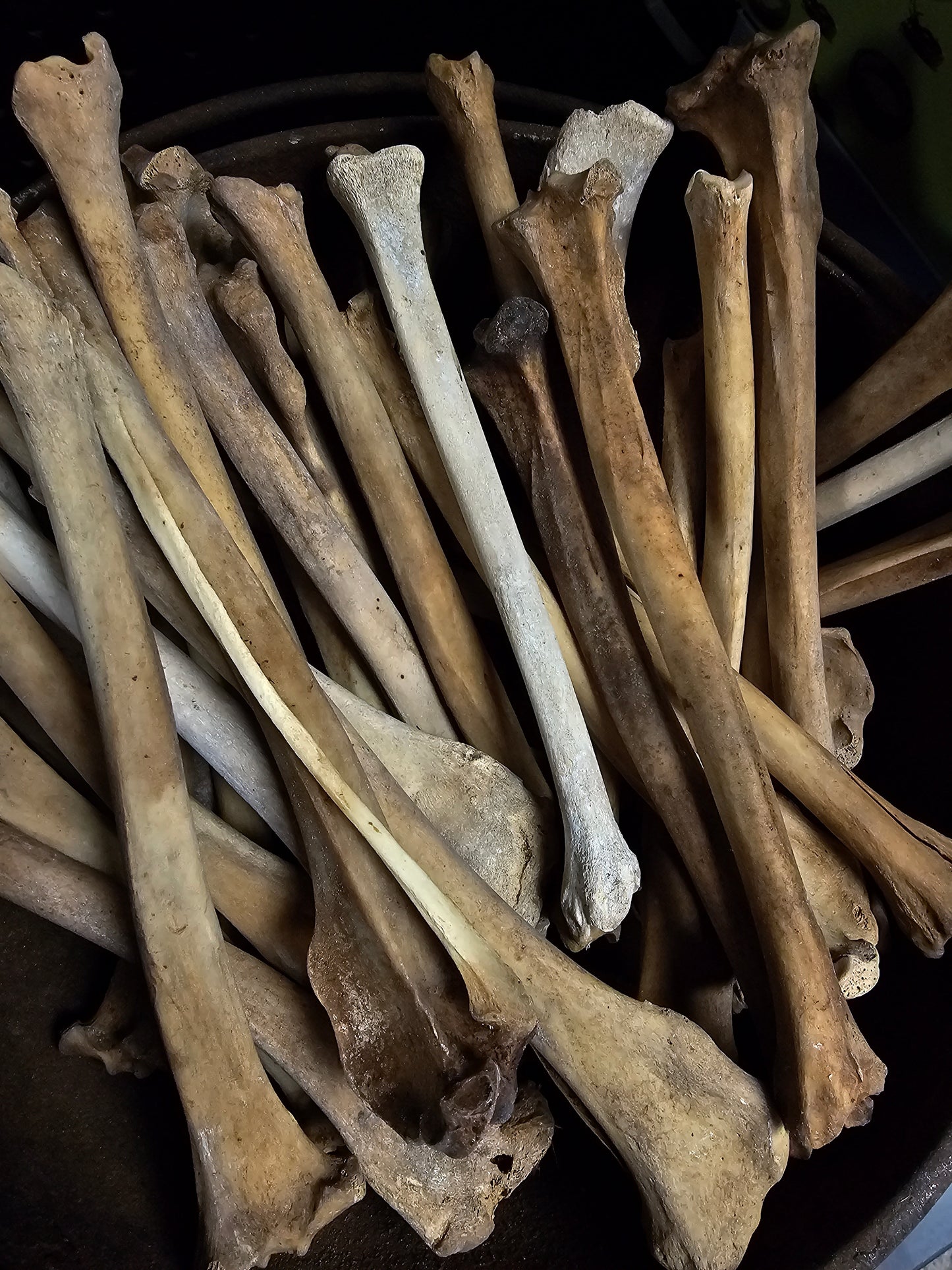 Coyote Tibia Leg Bone
