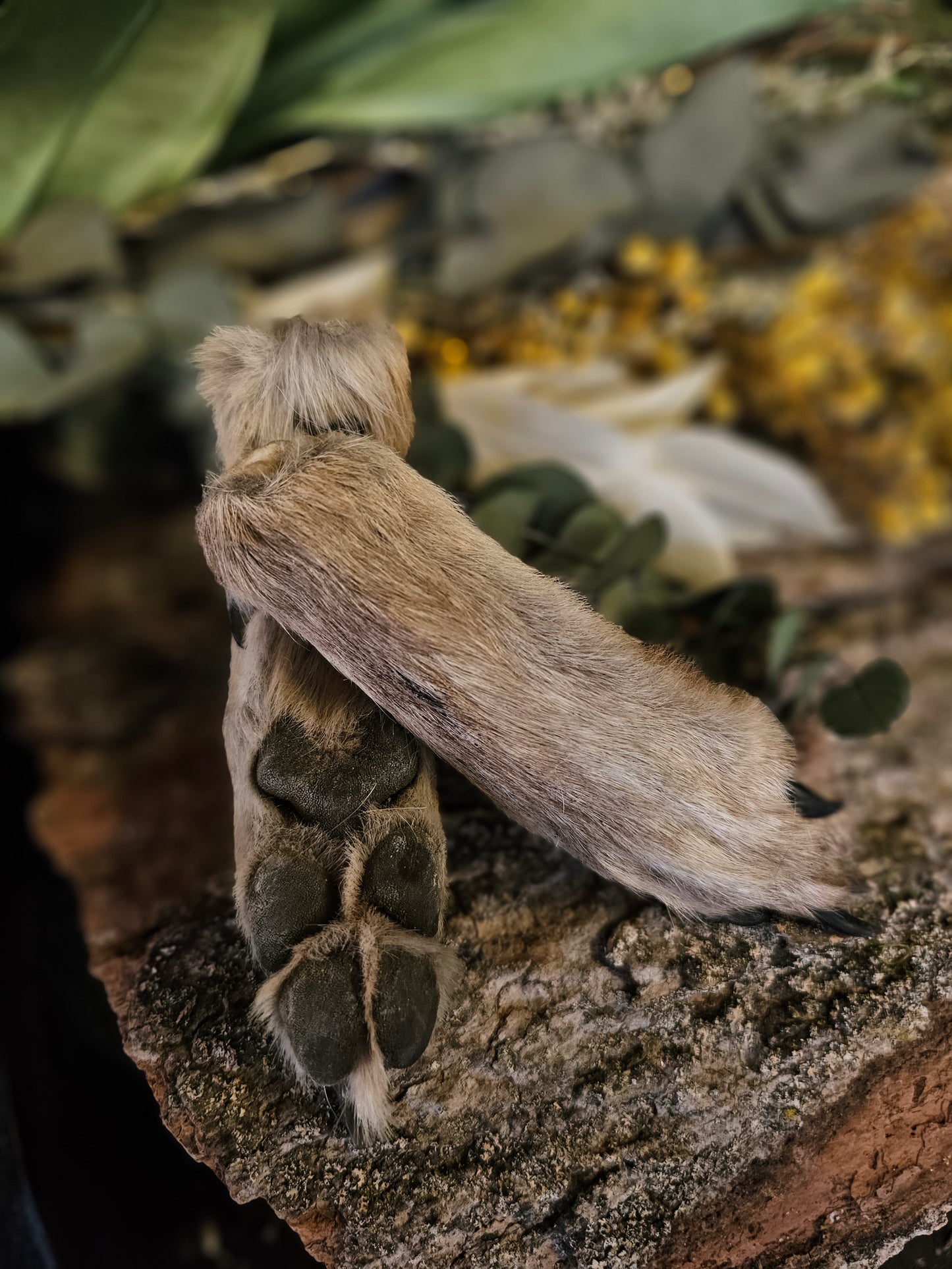 Taxidermy Coyote Feet