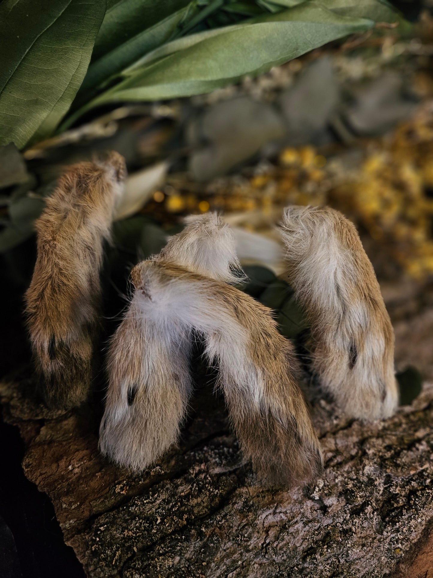 Taxidermy Rabbit Foot