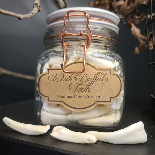 Water Buffalo Tooth