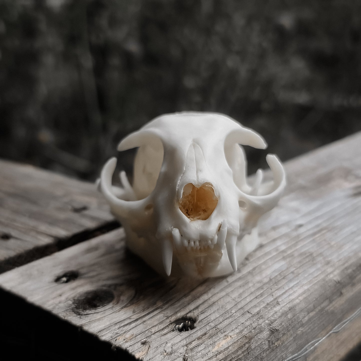 Feline Skull