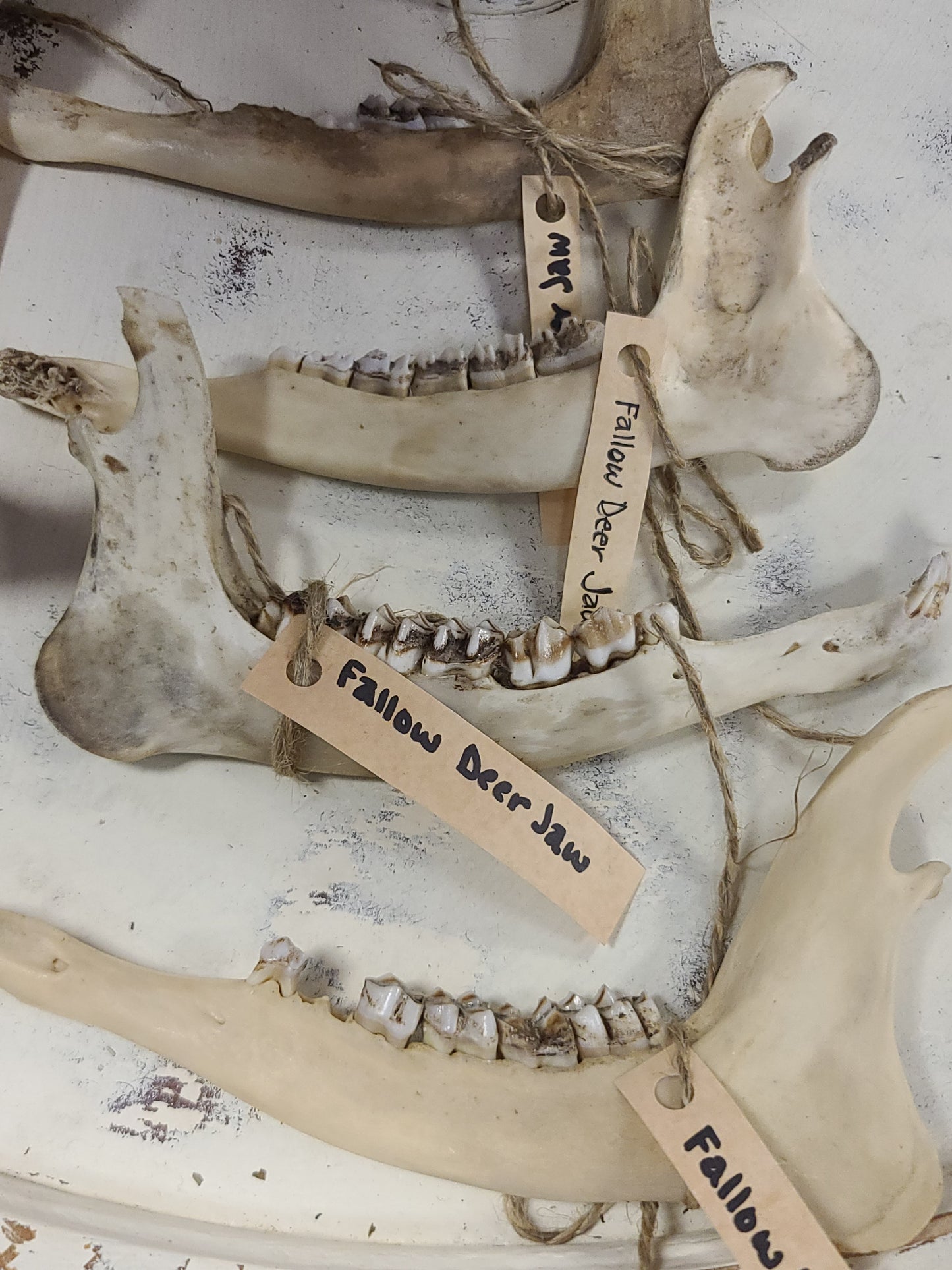 Fallow Deer Jaw Bone