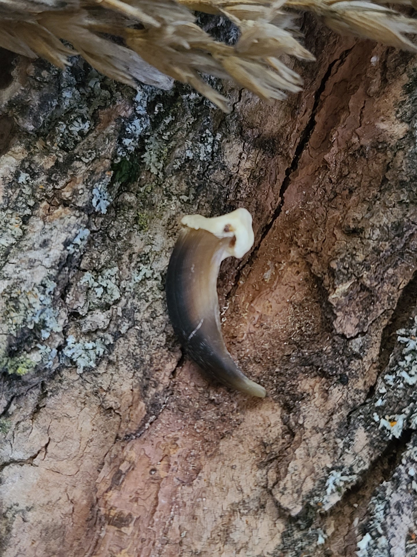 Coyote Claws