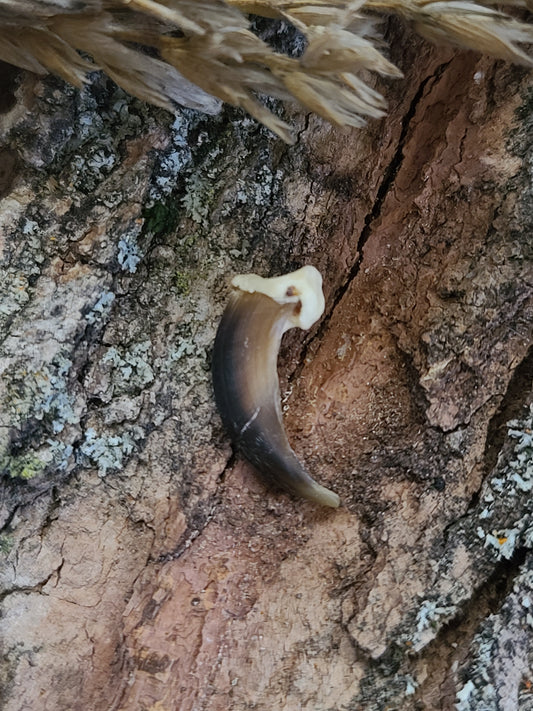 Coyote Claws