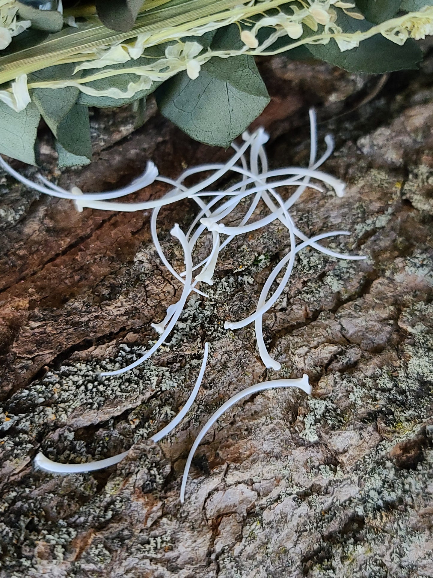 Snake Rib Bones