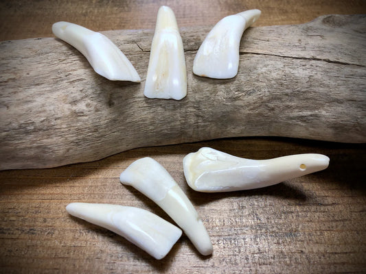 Water Buffalo Tooth