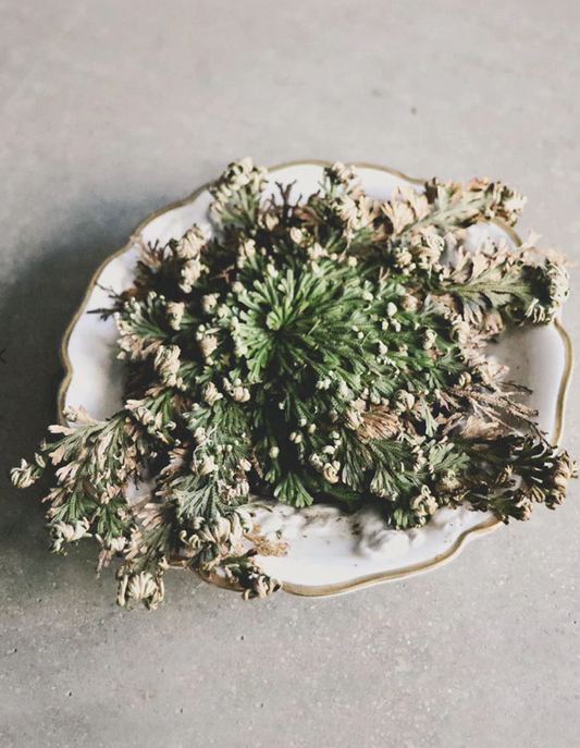 Rose of Jericho