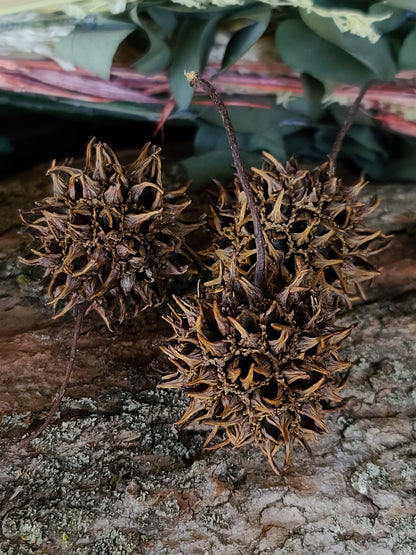 Witches Burrs (4 pack)