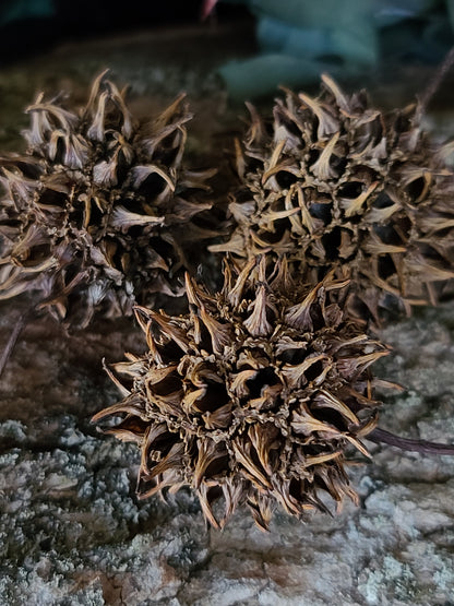 Witches Burrs (4 pack)