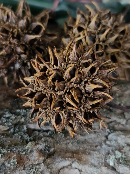 Witches Burrs (4 pack)