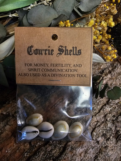 Cowrie Shells