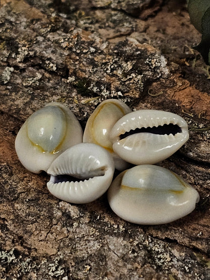 Cowrie Shells