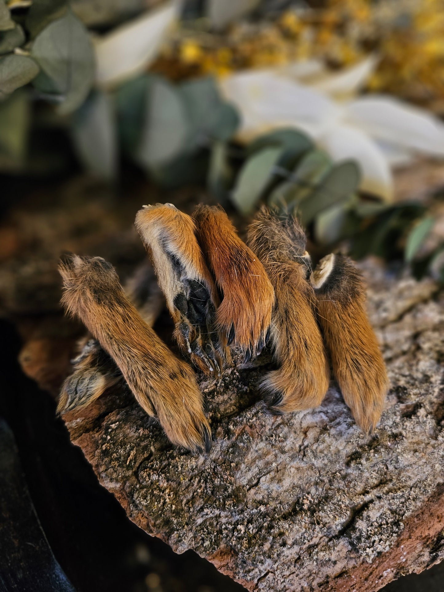 Taxidermy Squirrel Foot