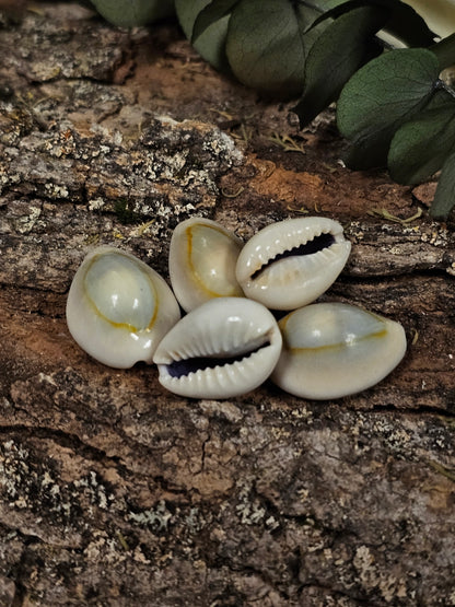 Cowrie Shells