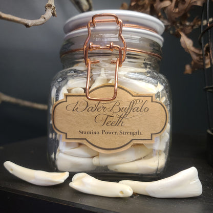 Water Buffalo Tooth