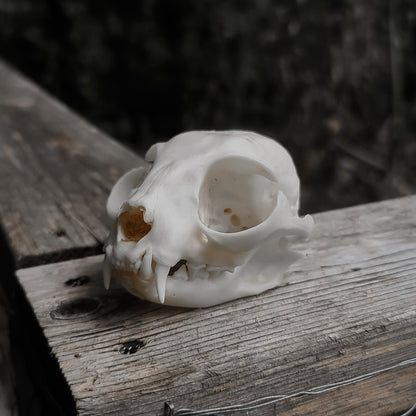 Feline Skull