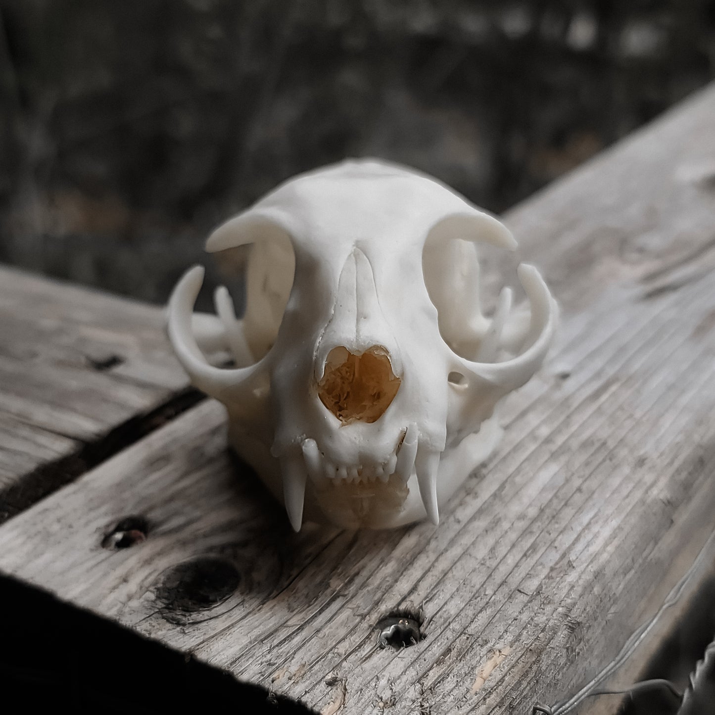 Feline Skull