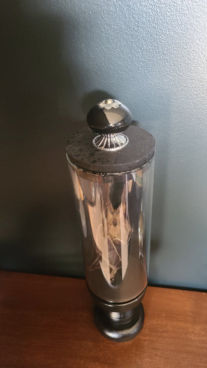 Taxidermy Lesser Dawn Fruit Bat in Display