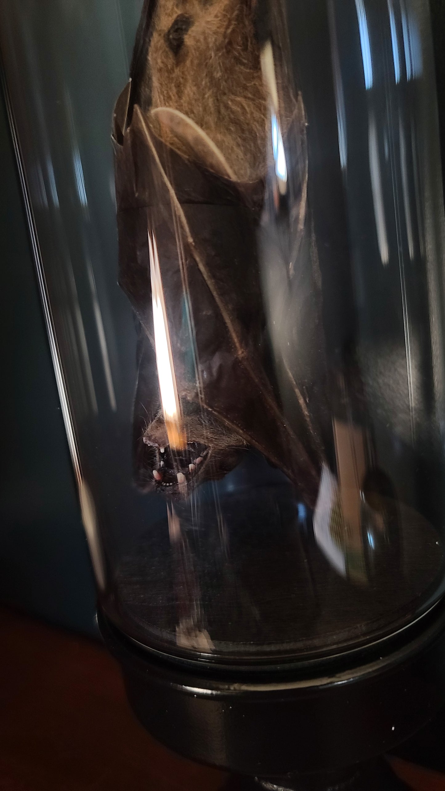 Taxidermy Lesser Dawn Fruit Bat in Display