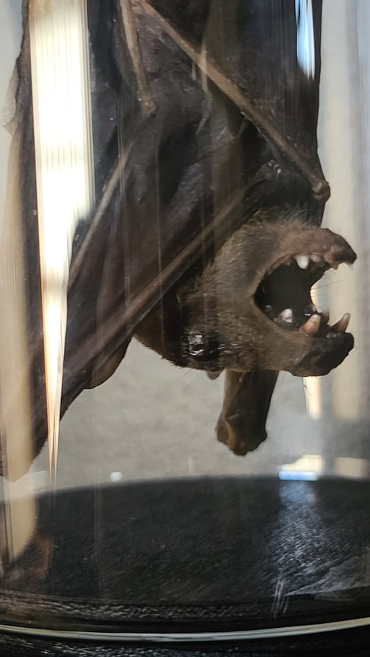 Taxidermy Lesser Dawn Fruit Bat in Display