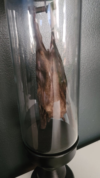 Taxidermy Lesser Dawn Fruit Bat in Display