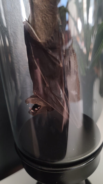 Taxidermy Lesser Dawn Fruit Bat in Display