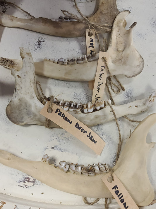 Fallow Deer Jaw Bone