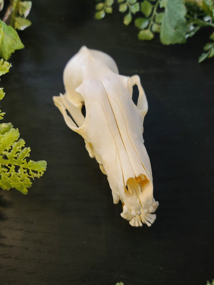 Fox Skull