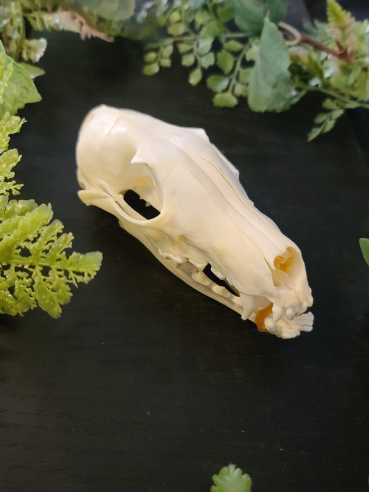 Fox Skull