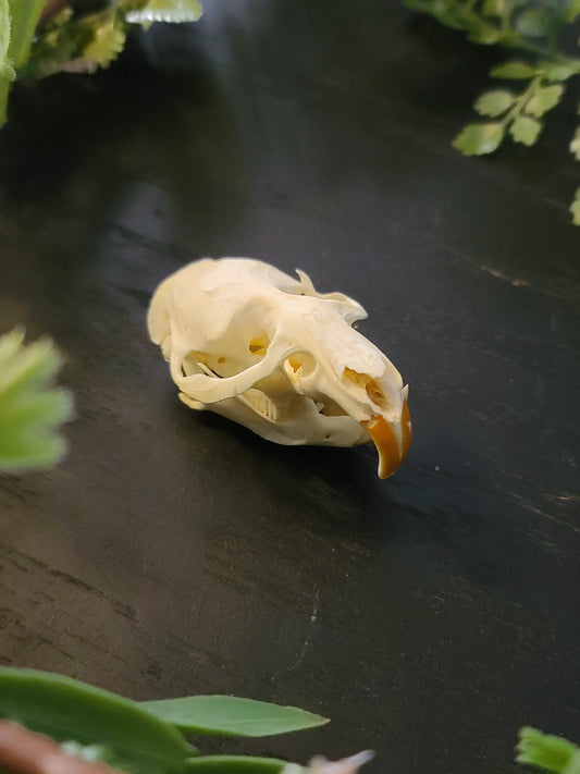 Muskrat Skull