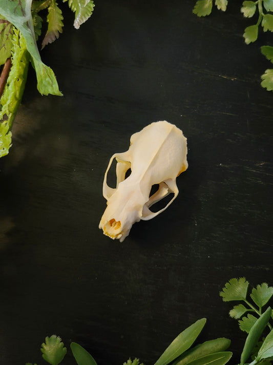 Weasel Skull