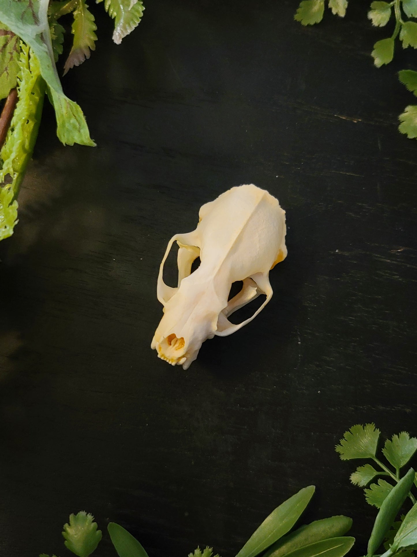 Weasel Skull