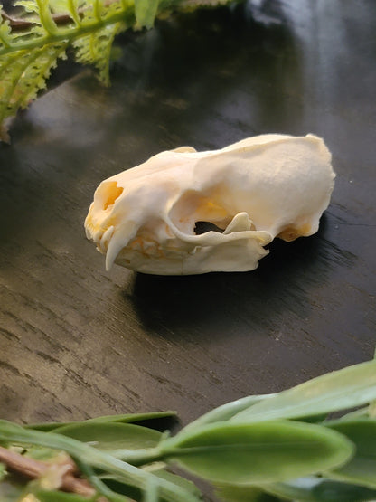 Weasel Skull