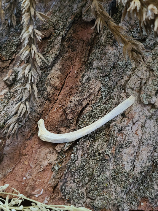 Bobcat Rib Bone