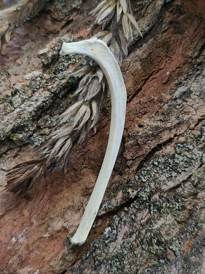 Bobcat Rib Bone