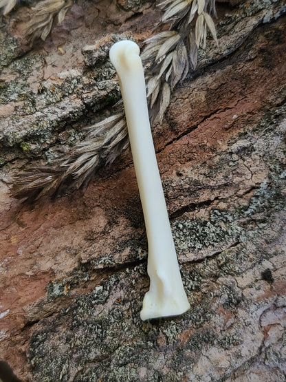 Coyote Metatarsal Bones