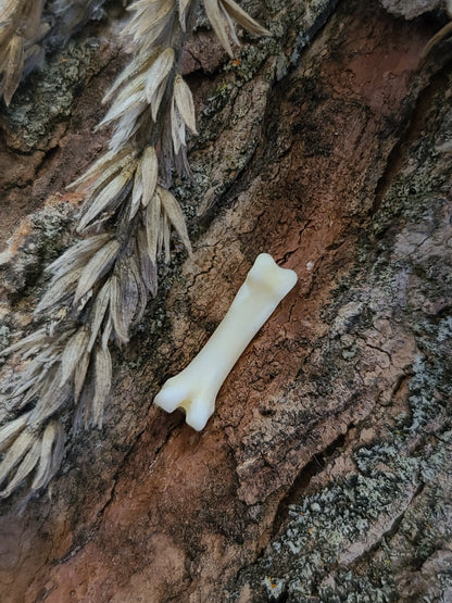 Coyote Phalange Bone