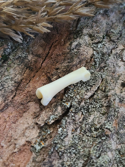Coyote Phalange Bone