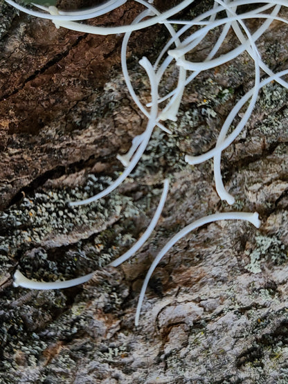 Snake Ribs Bone Snake Rib Bones – Maeva's Cottage