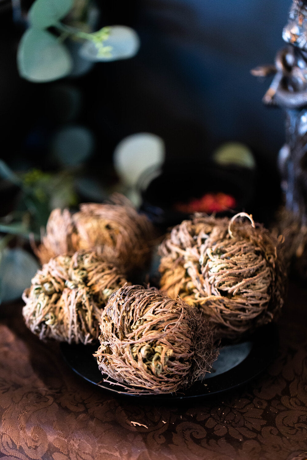 Rose of Jericho Magickal Flower for peace, prosperity, abundance, protection against negativity and illness