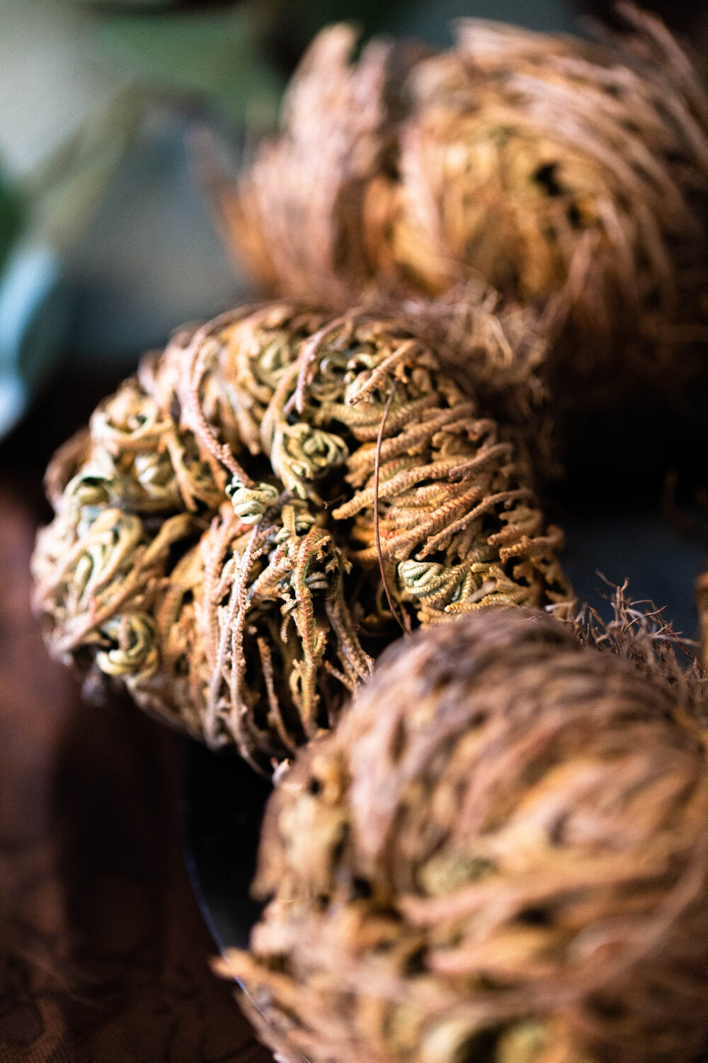 Rose of Jericho Magickal Flower for peace, prosperity, abundance, protection against negativity and illness