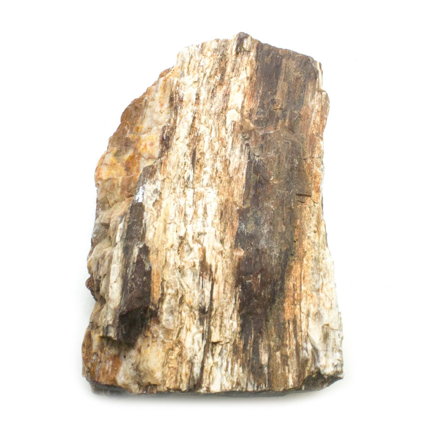 Petrified Wood (Raw)