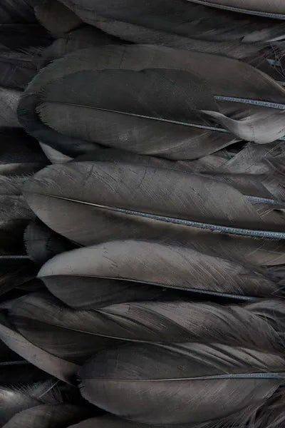 Crow Feather